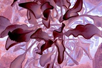 N 141C